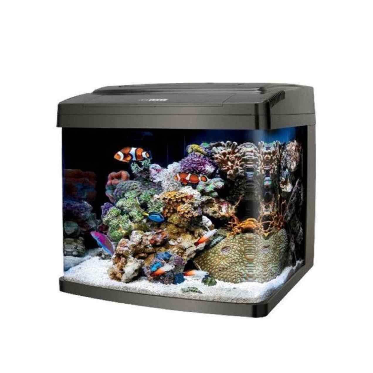 fish tank curved